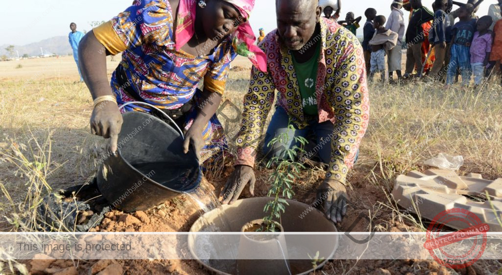 Tree planting taking place at Minawao Refugee Camp using the cocoon technology